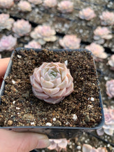 Load image into Gallery viewer, Echeveria elegans Hyaliana (mini succulent) - April Farm/Rare Succulents
