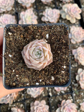 Load image into Gallery viewer, Echeveria elegans Hyaliana (mini succulent) - April Farm/Rare Succulents