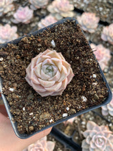 Load image into Gallery viewer, Echeveria elegans Hyaliana (mini succulent) - April Farm/Rare Succulents