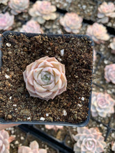 Load image into Gallery viewer, Echeveria elegans Hyaliana (mini succulent) - April Farm/Rare Succulents
