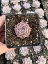 Load image into Gallery viewer, Echeveria elegans Hyaliana (mini succulent) - April Farm/Rare Succulents