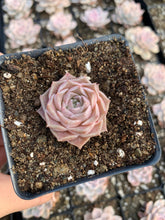 Load image into Gallery viewer, Echeveria elegans Hyaliana (mini succulent) - April Farm/Rare Succulents