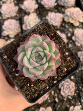 Load image into Gallery viewer, Echeveria Crystal Rose - April Farm/Rare Succulents