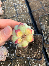 Load image into Gallery viewer, Echeveria Crystal Rose - April Farm/Rare Succulents