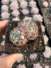 Load image into Gallery viewer, Echeveria Fly to the sky - April Farm/Rare Succulents