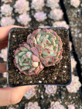 Load image into Gallery viewer, Echeveria Fly to the sky - April Farm/Rare Succulents