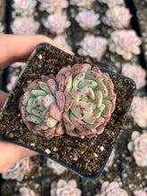 Load image into Gallery viewer, Echeveria Fly to the sky - April Farm/Rare Succulents