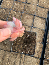 Load image into Gallery viewer, Echeveria Blue bird - April Farm/Rare Succulents