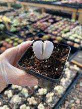 Load image into Gallery viewer, Dintheranthus inexpectatu - April Farm/Rare Succulents