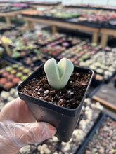 Load image into Gallery viewer, Dintheranthus inexpectatu - April Farm/Rare Succulents