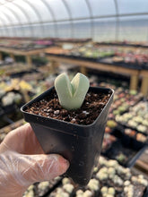 Load image into Gallery viewer, Dintheranthus inexpectatu - April Farm/Rare Succulents