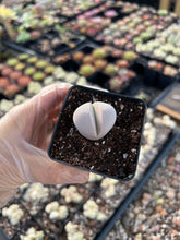 Load image into Gallery viewer, Dintheranthus inexpectatu - April Farm/Rare Succulents