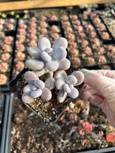 Load image into Gallery viewer, Graptopetalum Cream Stone - April Farm/Rare Succulents