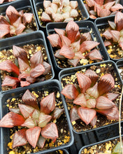 Load image into Gallery viewer, Haworthia Atrofusca "Watermelon" - April Farm/Rare Succulents