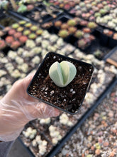 Load image into Gallery viewer, Dintheranthus inexpectatu - April Farm/Rare Succulents