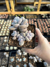 Load image into Gallery viewer, Graptopetalum Cream Stone - April Farm/Rare Succulents