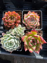 Load image into Gallery viewer, Succulents Subscription Box
