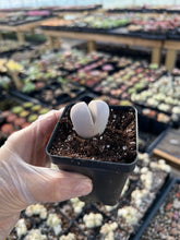 Load image into Gallery viewer, Dintheranthus inexpectatu - April Farm/Rare Succulents