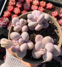 Load image into Gallery viewer, Rare Succulent - Graptopetalum Cream Stone single head