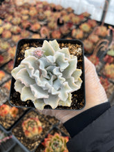 Load image into Gallery viewer, Echeveria 'Crispate Beauty' - April Farm/Rare Succulents