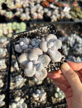 Load image into Gallery viewer, Graptopetalum Cream Stone - April Farm/Rare Succulents