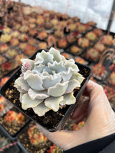 Load image into Gallery viewer, Echeveria 'Crispate Beauty' - April Farm/Rare Succulents