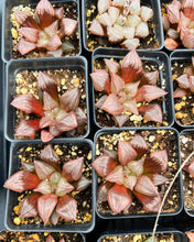 Load image into Gallery viewer, Haworthia Atrofusca "Watermelon" - April Farm/Rare Succulents