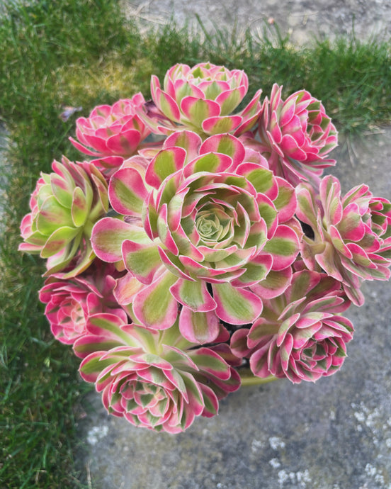 Aeonium Care Instruction