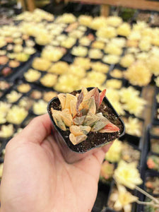 Haworthia Orange Variegated Retusa with pup (1)