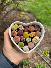 Load image into Gallery viewer, Lithops sp Heart Combo - April Farm/Rare Succulents