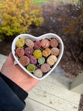 Load image into Gallery viewer, Lithops sp Heart Combo - April Farm/Rare Succulents