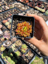 Load image into Gallery viewer, Orostachys Chanetii green - April Farm/Rare Succulent