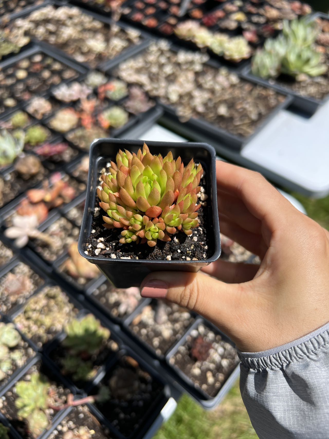 orostachys succulent Orostachys Chanetii green