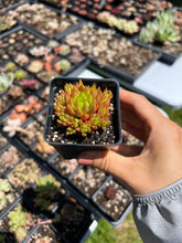 Load image into Gallery viewer, Orostachys Chanetii green - April Farm/Rare Succulent