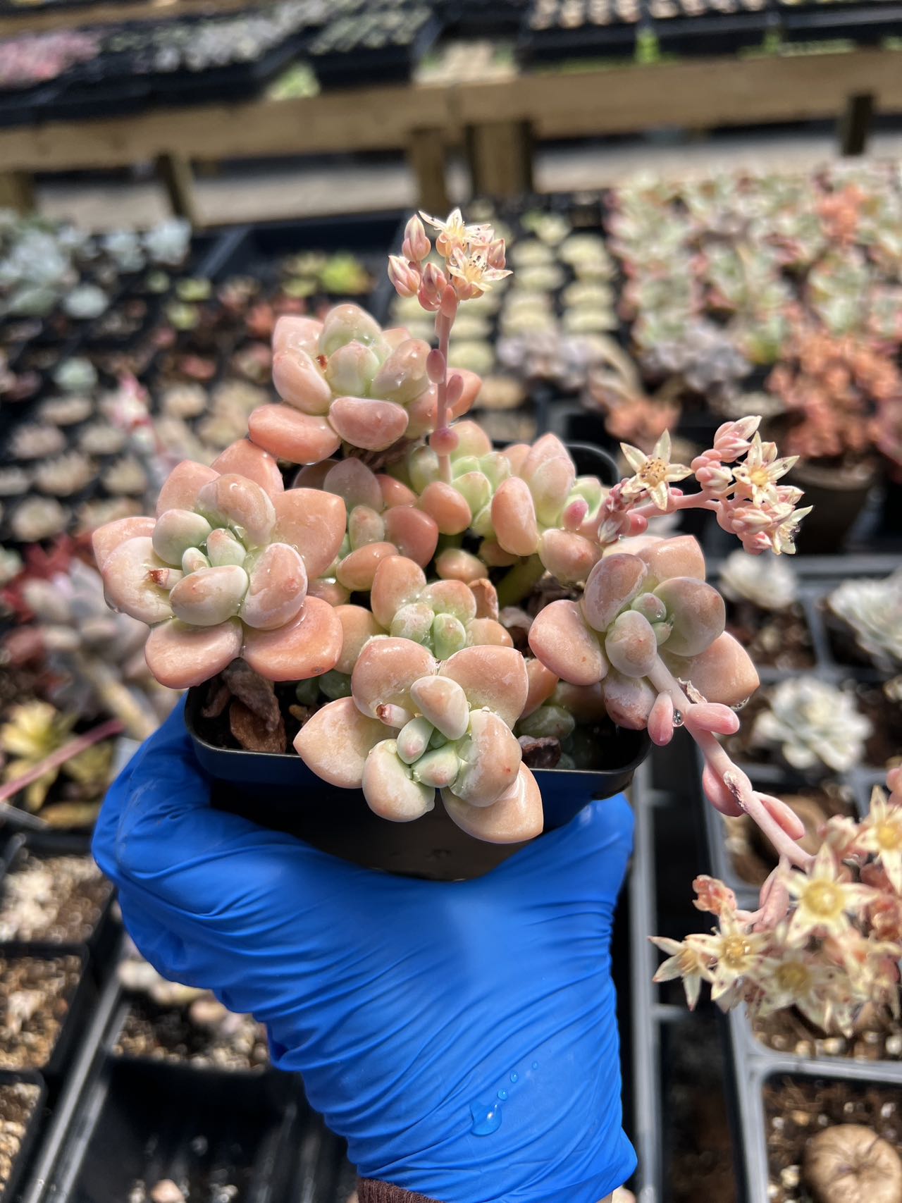 miul succulent Graptosedum Miul large cluster