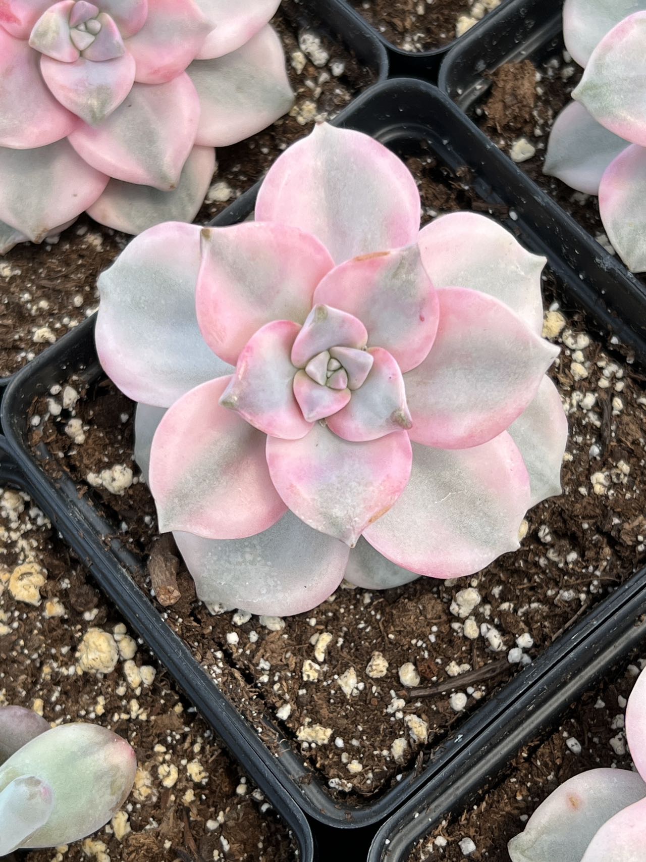 purple pink succulent Echeveria Purple Delight Variegated