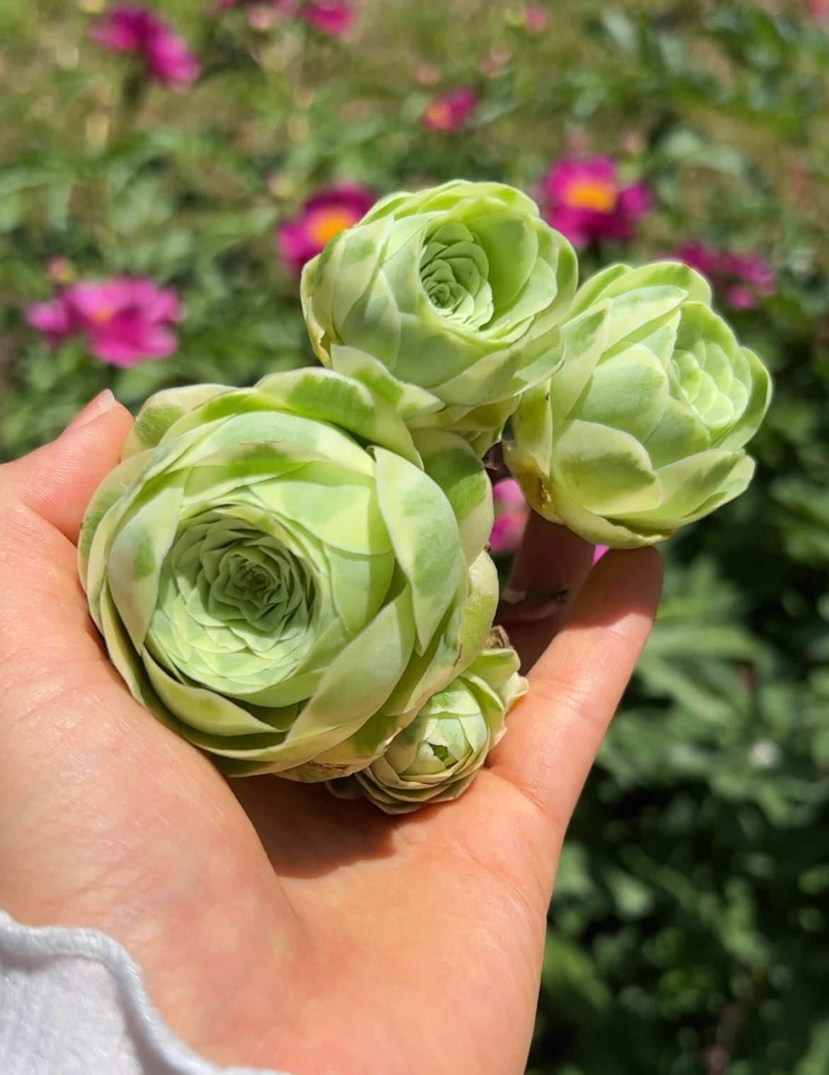 専用Prabu, exsotika var, salaca aurea,noid Aeonium variegated Greenovia - April Farm/Rare Succulents