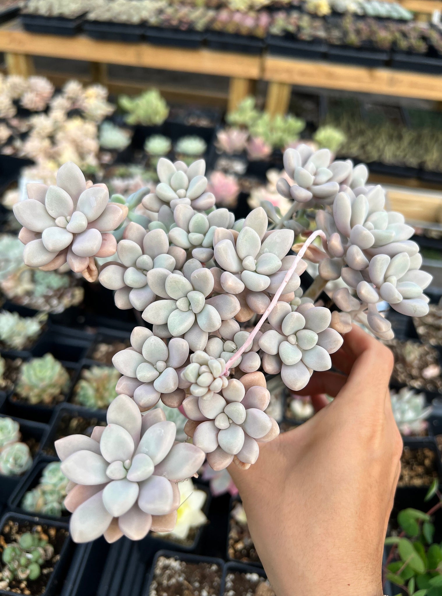 grapto succulent Graptopetalum Ellen