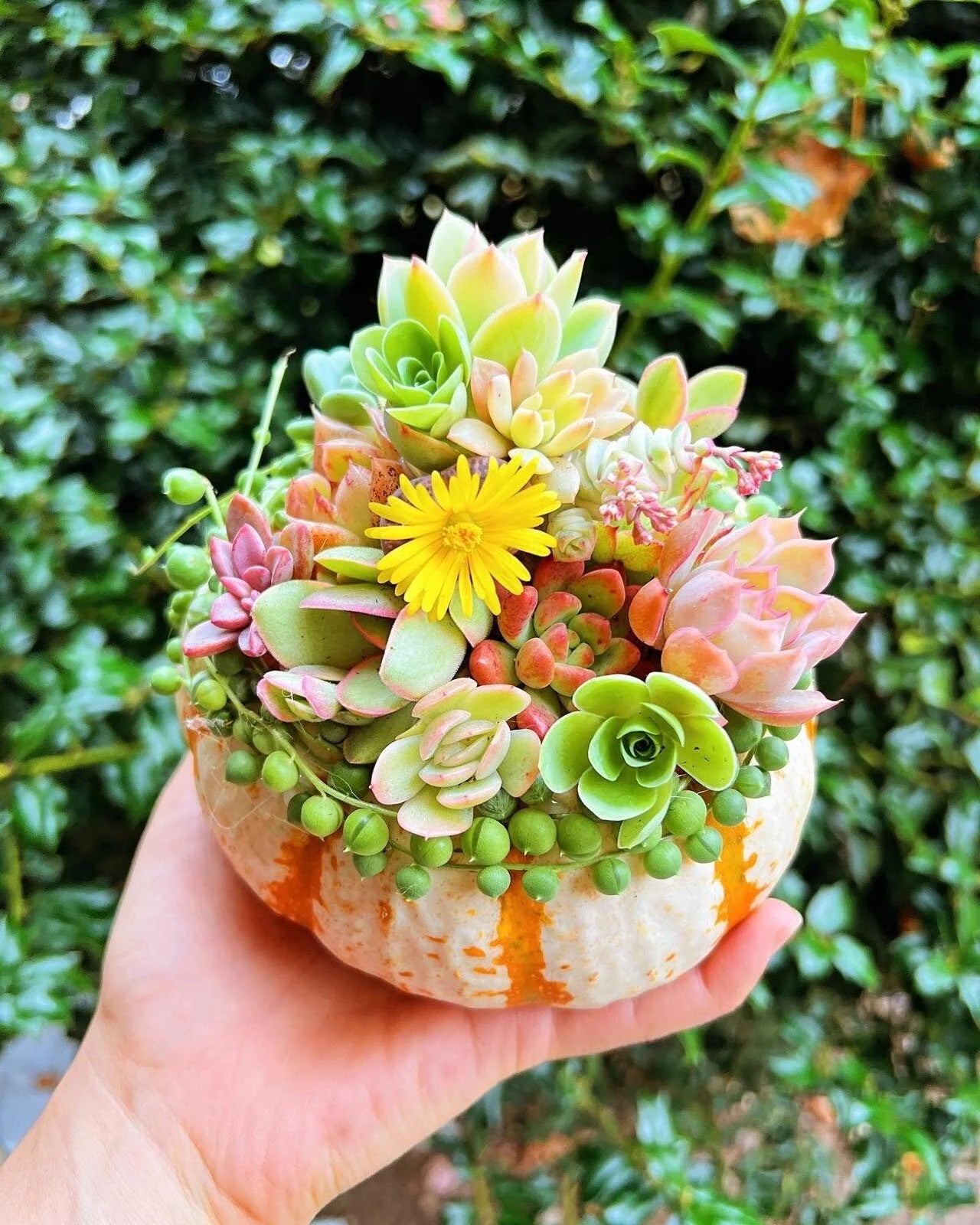 lucky succulents Rare Succulent