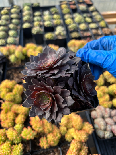 black market succulents Aeonium black cluster