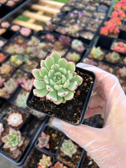 april farm succulents Echeveria Zaragosa