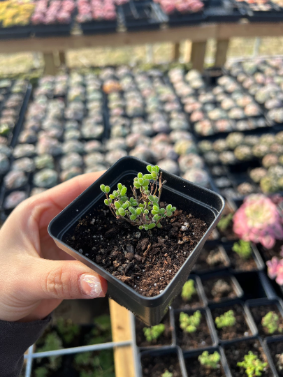 k succulents Drosanthemum sp 6 k sw Kliprand (sugar ball)