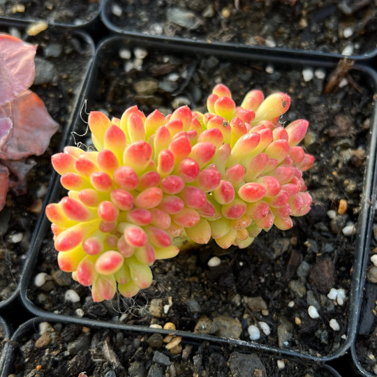 lemon succulent Sedum Lemon Finger Cristata