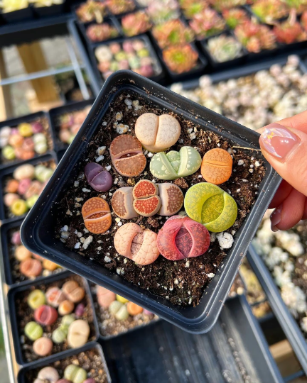 Colorful Assorted Lithops sp