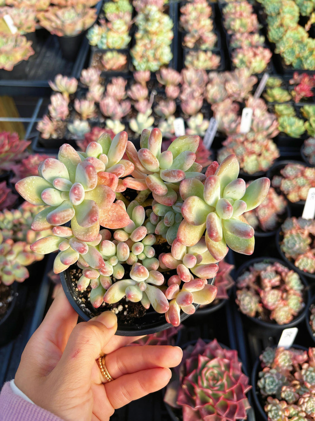 april farm succulents Pachyphytum garciae “apple cheese”