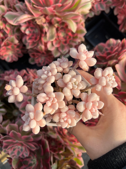 Graptopetalum Mendoza small cluster cutting - April Farm/Rare Succulents