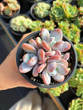 Load image into Gallery viewer, Pachyphytum cuicatecanum - April Farm/Rare Succulents