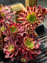 Load image into Gallery viewer, Aeonium Eucarie - April Farm/Rare Succulents
