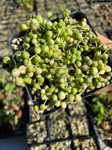 Senecio Rowleyanus variegated string of pearl VSOP - April Farm/Rare Succulents