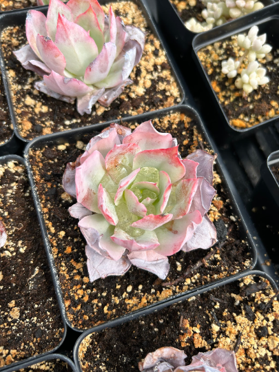 white mexican rose succulent Echeveria White Rose (single head)